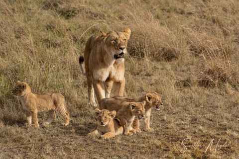 0_SVM_1957 
Lioness mother with her baby cubs