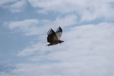 9_SVM_2126 
Eagle, flying cloudy sky