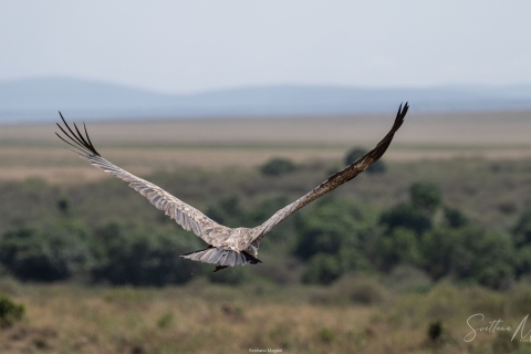 9_SVM_2138 
Vulture, flying over savanna ,  spreading wings wide