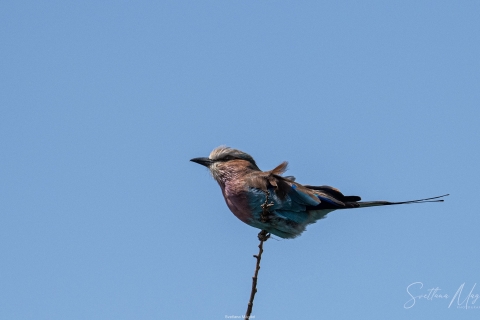 9_SVM_2161 
Lilac Breasted Roller on a high branch in a blue sky