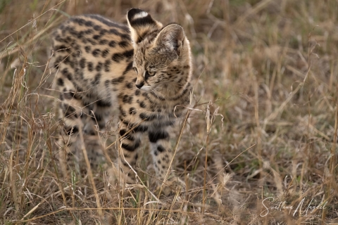 5_SVM_2259 
Serval  Cat , baby kitten playing
