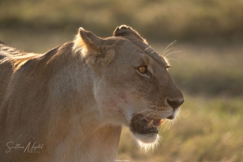0_SVM_3125 
Walking lioness