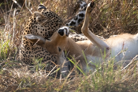 10_SVM_3258 
Leopard with a  kill ,  gazelle impala  prey