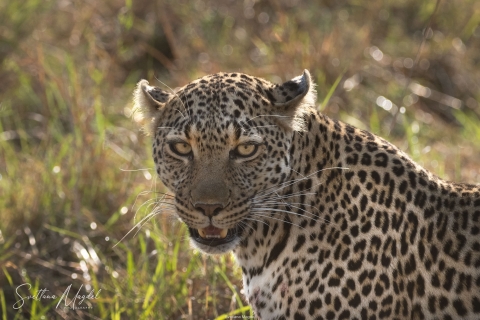 10_SVM_3293 
Leopard, nothing goes unnoticed!