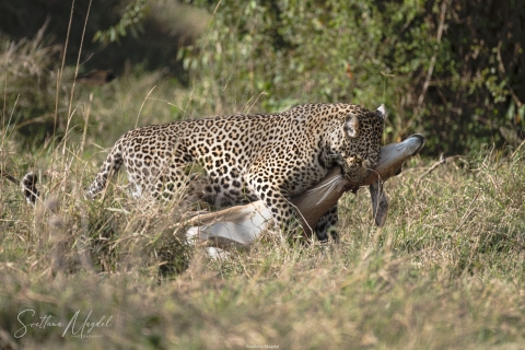 10_SVM_3477 
Leopards, mother  is carrying  her gazelle kill to her son