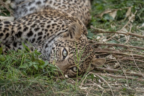 10_SVM_3752 
Leopards, year old cub 
( cub blue eyes)
