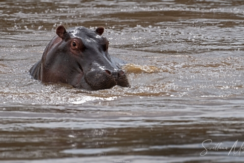 13_SVM_4840 
Hippos