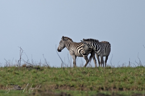8_SVM_4859 
Zebras are sparring on the cliff of the hill