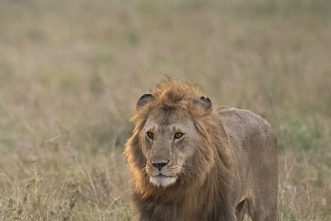 0_SVM_4997 
Running Lion