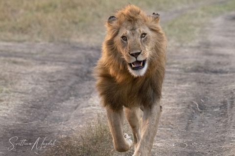 0_SVM_5004 
Running Lion