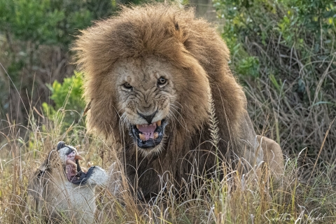 0_SVM_5294 
Lion and Lioness,  love games