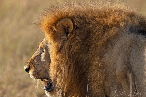 0_SVM_5514 
Lion