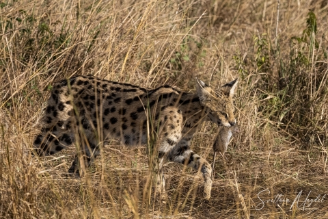 5_SVM_5706 
Serval  Cat , mother just killed a mouse and walking to the kitten with her prey