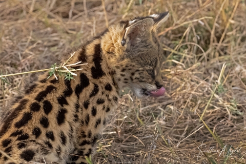 5_SVM_5839 
Serval  Cats,  kitten is looking forward for his feast: mouse brought by his mother
