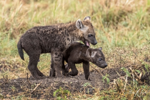 11_SVM_6653 
Hyena cubs