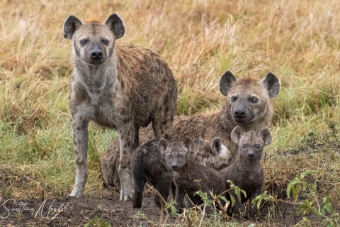 11_SVM_6706 
Hyena family