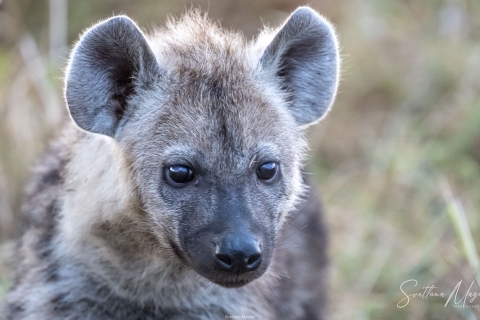 11_SVM_6799 
Hyena cub
