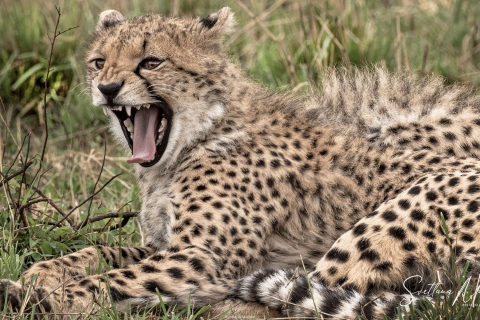 1_SVM_7068 
Cheetah   cub, yawning