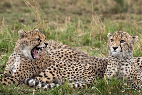 1_SVM_7079 
Cheetah   cubs