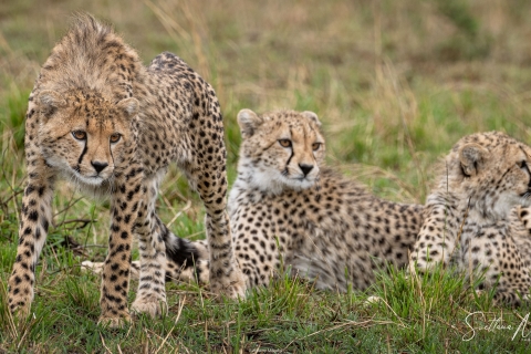 1_SVM_7095 
Cheetahs, three cubs
