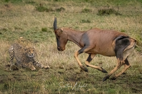 15_SVM_7112 
Cheetah hunting, attacking a topi, antelope,  ready to jump and  kill