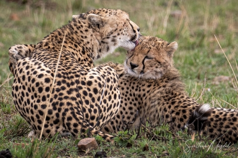 1_SVM_7164 
Cheetah  mother cuddling with a cub