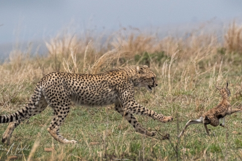 1_SVM_7502 
Cheetah mother:  giving her cubs gazelle hunting lesson