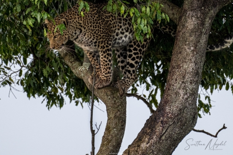 10_SVM_8556 
Leopard Mother , climbing down the  tree