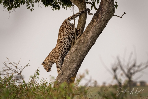 10_SVM_8582 
Yong Leopard and his mother, climbing down the  tree