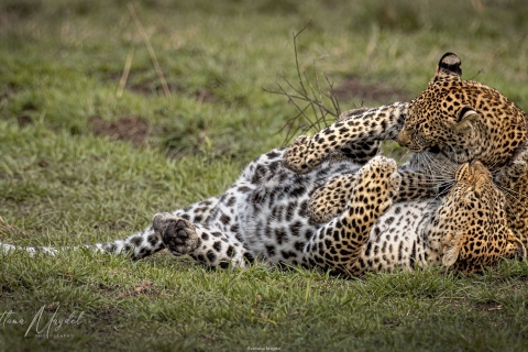 10_SVM_8938 
Playful young leopard and his mother
