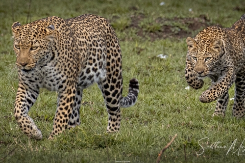 10_SVM_8961 
Playful young leopard and his mother