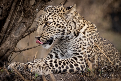 10_SVM_9014 
Leopard mother