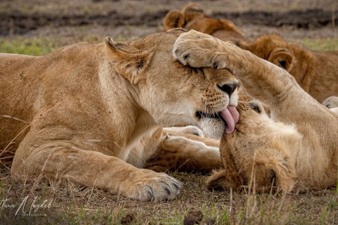 0_SVM_9162 
Lionesses in a pride, cuddling