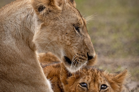 0_SVM_9361 
Lioness Mother and her baby cub, tender moment