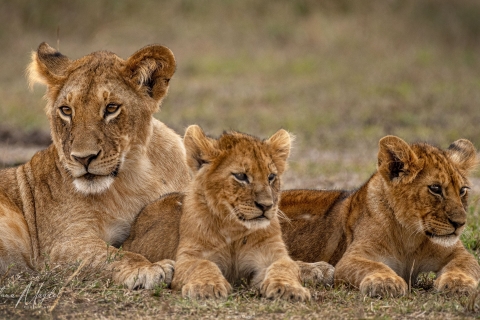 0_SVM_9449 
Lioness Mother and her baby cubs