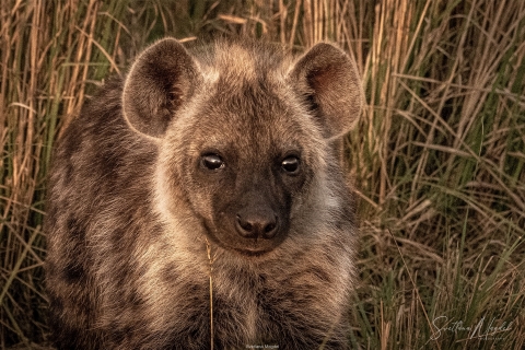 11_SVM_9715 
Hyenas cub