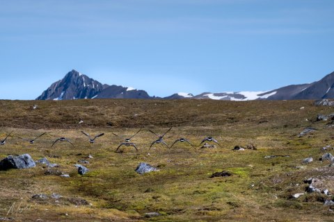 SVLD_SVM1645 
Svalbard, Norway, July 2023
MV Freya Expedition ;  exploring the fjords ,  glaciers and icebergs