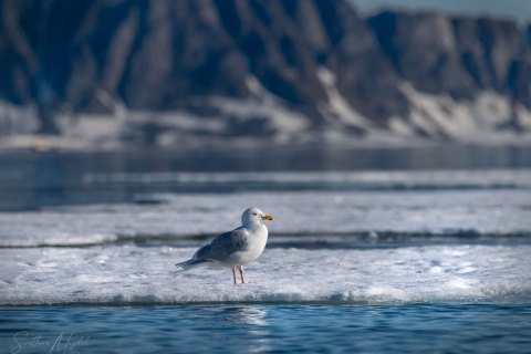 06. SVLD_SM00184 
Svalbard, Norway, July 2023
MV Freya Expedition ; 
Zodiac Cruising,
Glaucous gull