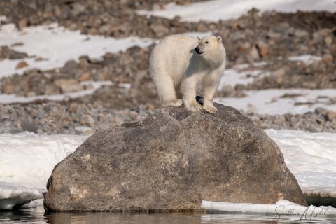 03. SVLD_SM00841 
Svalbard, Norway, July 2023
MV Freya Expedition ; 
Zodiac Cruise, 
Raudfjorden, Polar Bear