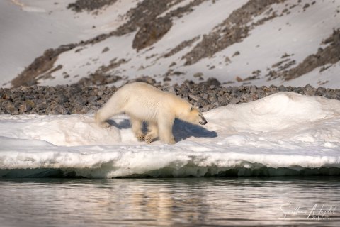03. SVLD_SM00879 
Svalbard, Norway, July 2023
MV Freya Expedition ; 
Zodiac Cruise, 
Raudfjorden, Polar Bear