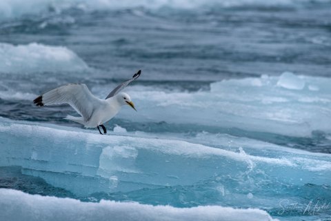 06. SVLD_SM01129 
Svalbard, Norway, July 2023
MV Freya Expedition ; 
Zodiac Cruising,
Glaucous gulls