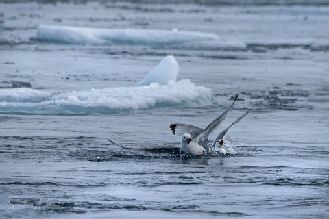 06. SVLD_SM01139 
Svalbard, Norway, July 2023
MV Freya Expedition ; 
Zodiac Cruising,
Glaucous gulls fishing
