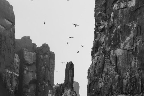 06. SVLD_SM01151 
Svalbard, Norway, July 2023
MV Freya Expedition ; 
Zodiac Cruise, 
Alkefjellet Bird Cliff