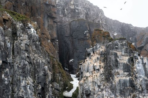 06. SVLD_SM01288 
Svalbard, Norway, July 2023
MV Freya Expedition ; 
Zodiac Cruise, 
Alkefjellet Bird Cliff