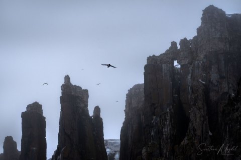 06. SVLD_SM01304 
Svalbard, Norway, July 2023
MV Freya Expedition ; 
Zodiac Cruise, 
Alkefjellet Bird Cliff