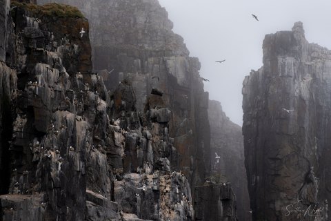 06. SVLD_SM01371 
Svalbard, Norway, July 2023
MV Freya Expedition ; 
Zodiac Cruise, 
Alkefjellet Bird Cliff