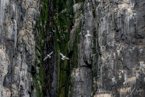 06. SVLD_SM01596 
Svalbard, Norway, July 2023
MV Freya Expedition ; 
Zodiac Cruise, 
Alkefjellet Bird Cliff