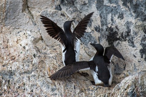 06. SVLD_SM01743.2 
Svalbard, Norway, July 2023
MV Freya Expedition ; 
Zodiac Cruise, 
Alkefjellet Bird Cliff