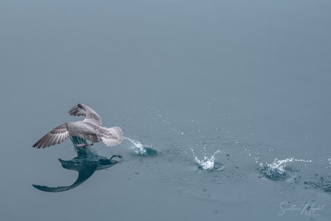 06. SVLD_SM01820 
Svalbard, Norway, July 2023
MV Freya Expedition ; 
Birds and reflections