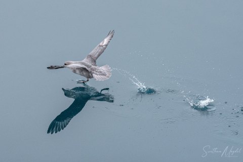 06. SVLD_SM01823 
Svalbard, Norway, July 2023
MV Freya Expedition ; 
Birds and reflections